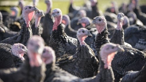 Fresh turkeys ready for Christmas market in Ireland food supply