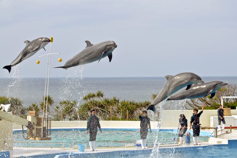 沖縄美ら海水族館のオキちゃん劇場のイルカ情報 - Genspark
