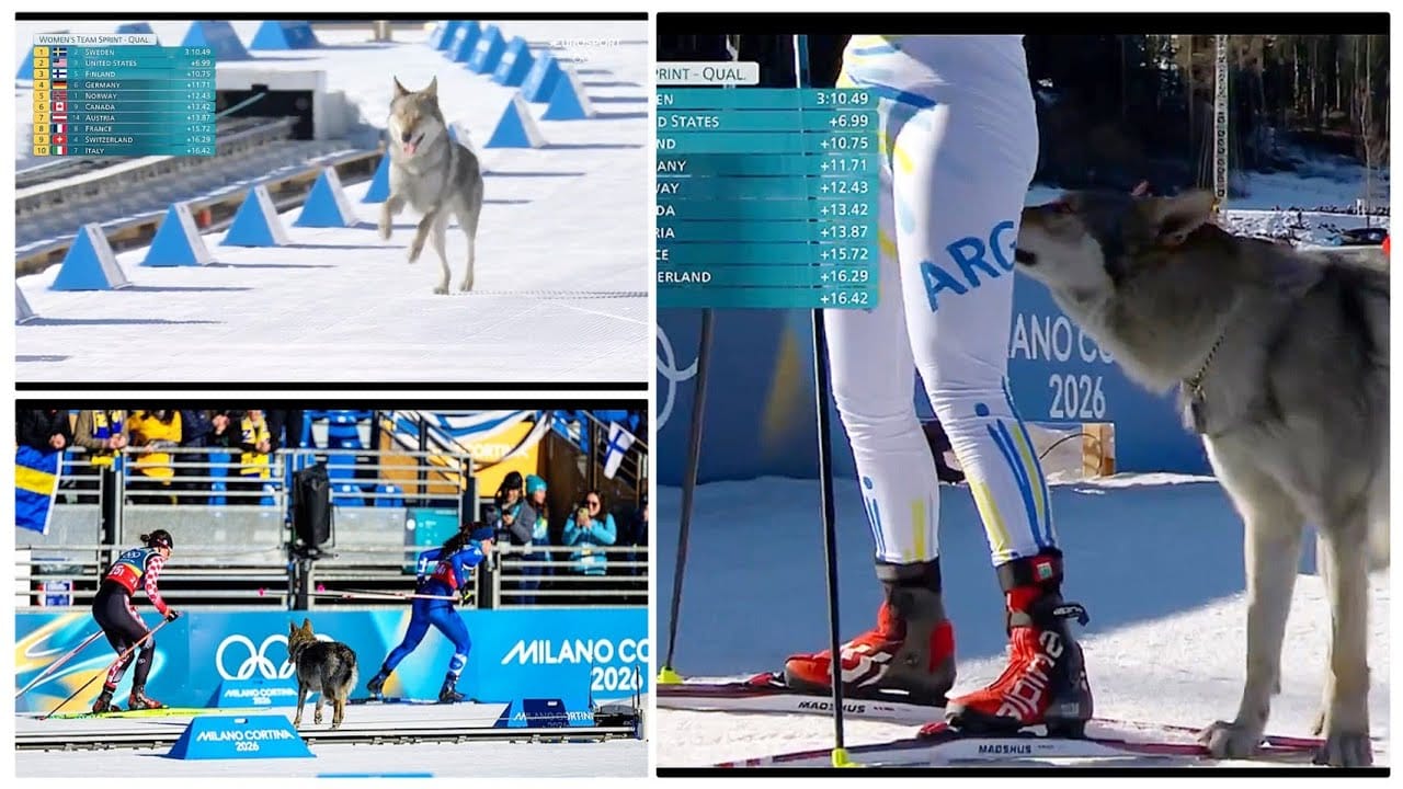 オリンピックに乱入する動物たちの歴史