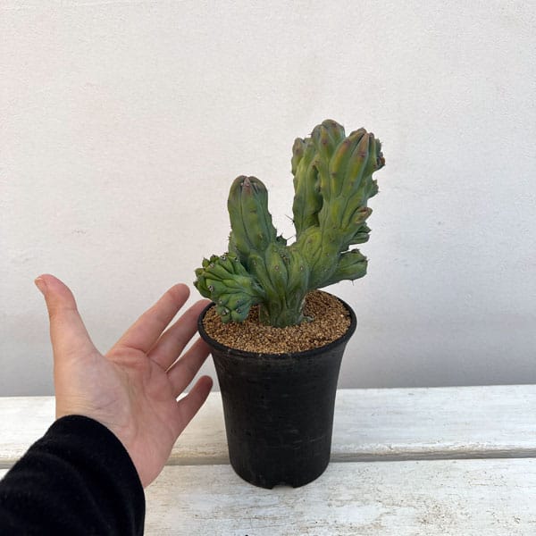 竜神木 綴化（テッカ）種