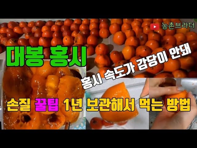 농촌 대봉감 보관 꿀팁