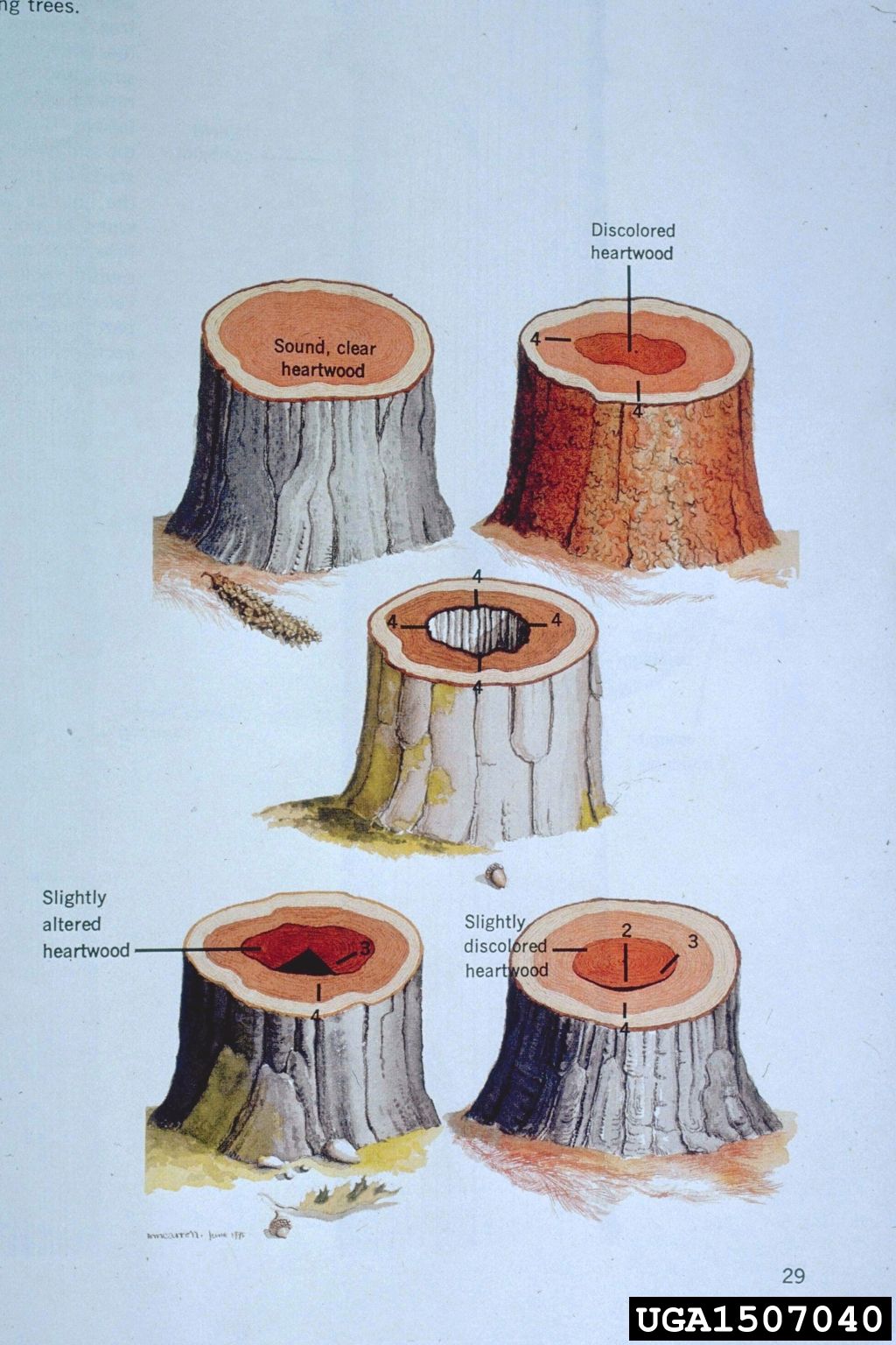 CODIT compartmentalization cross-section showing tree wound response