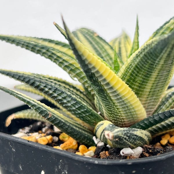 瑠璃殿錦の葉のクローズアップ