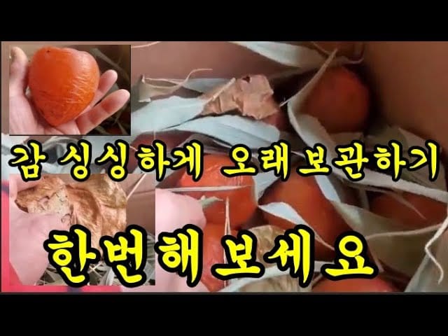 감 오래 보관하기