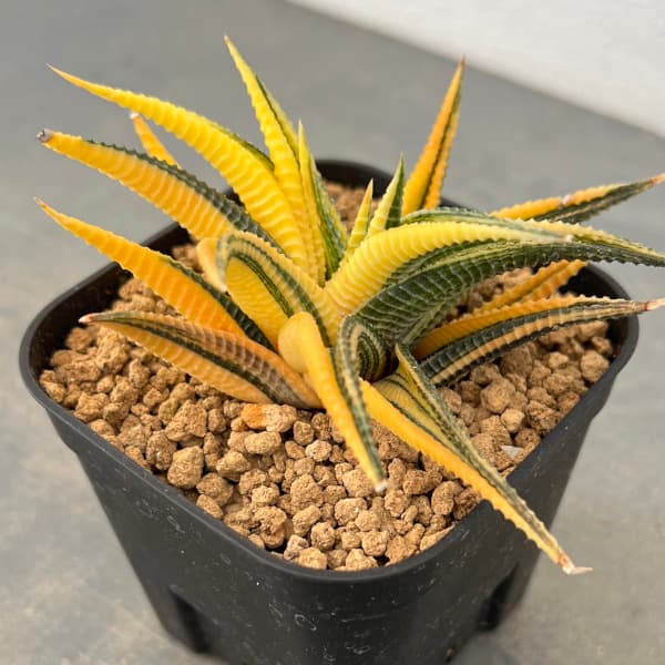 瑠璃殿錦（ハオルチア・リミフォリア斑入り）の美しいロゼット