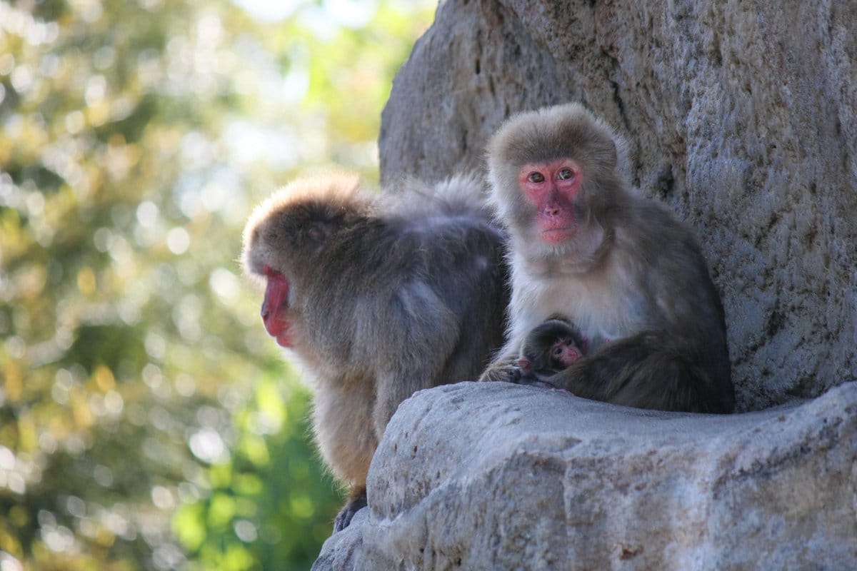 市川市動植物園のサル山