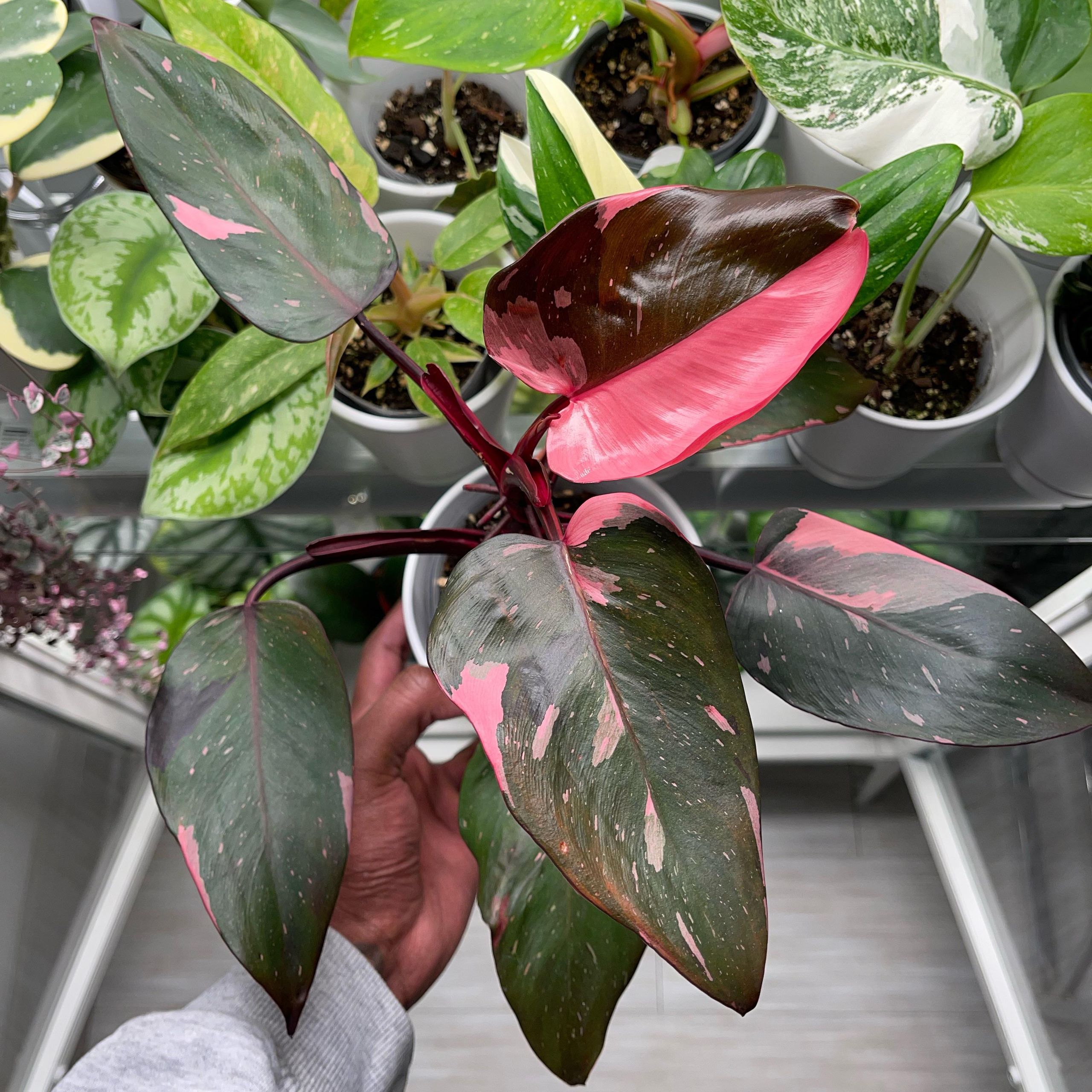 Pink Princess Philodendron with distinctive pink variegated leaves held against backdrop of other potted plants