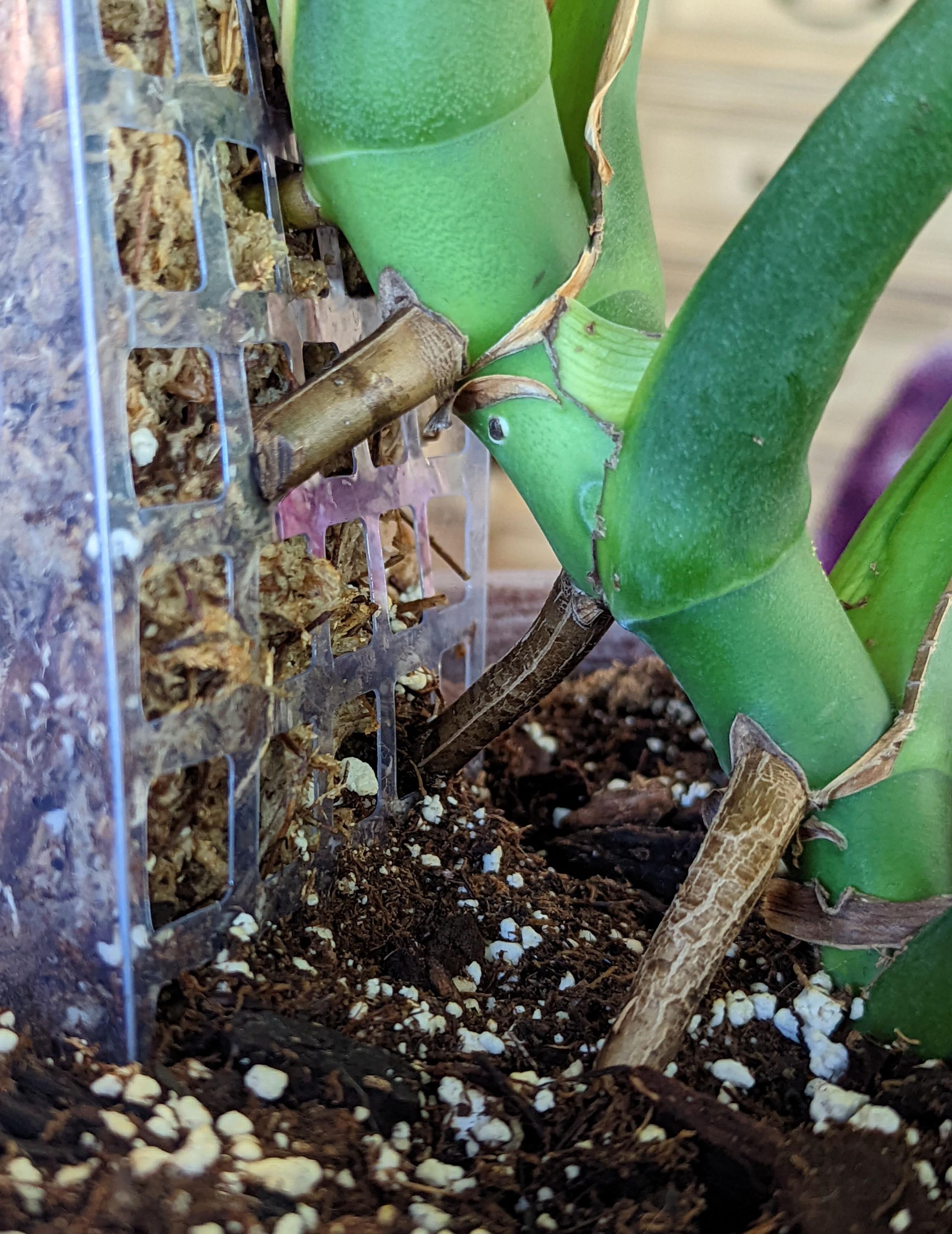 Close-up of philodendron aerial roots attaching to moss-covered support structure