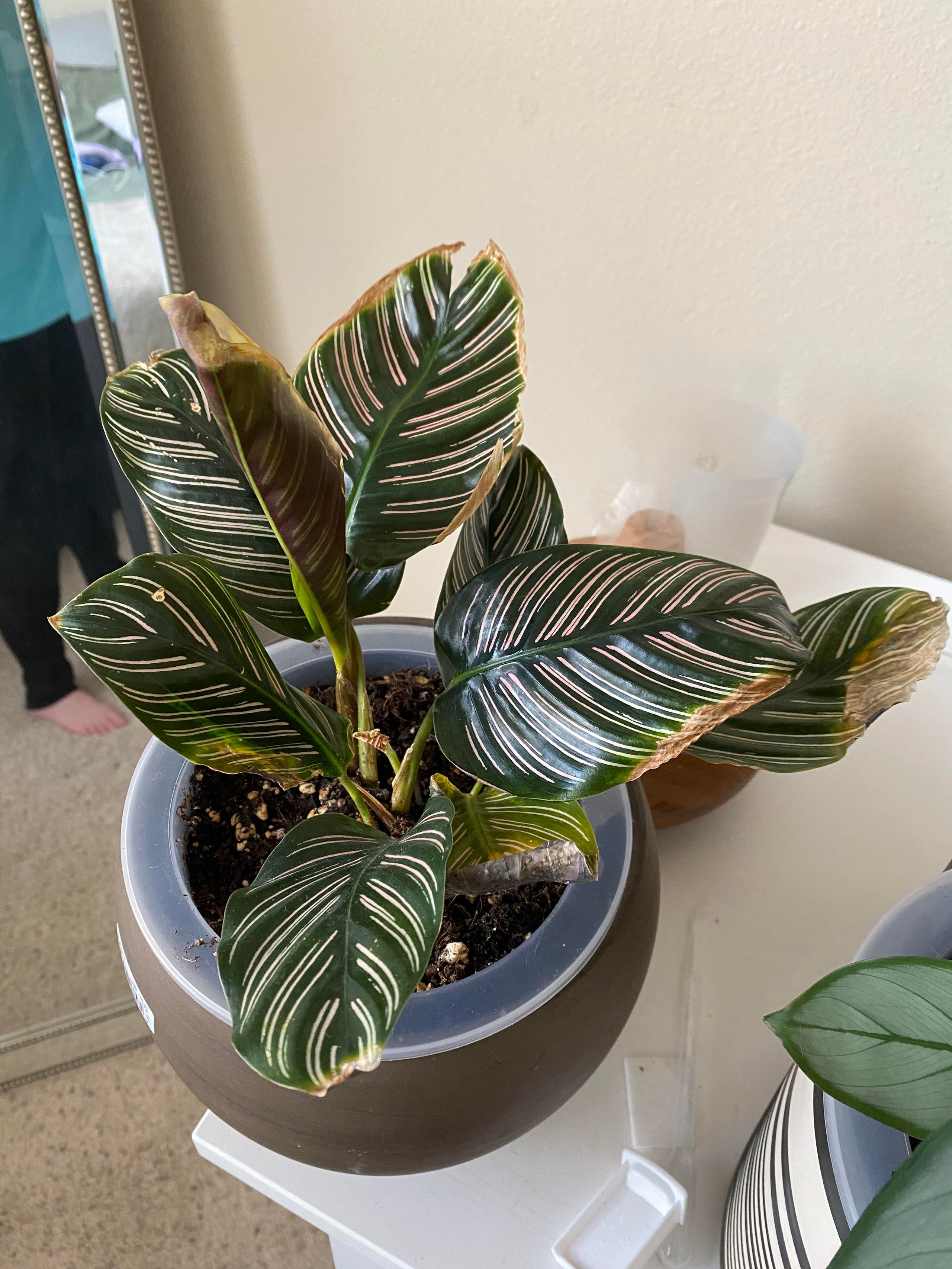 Houseplant leaf showing brown crispy edges from light damage