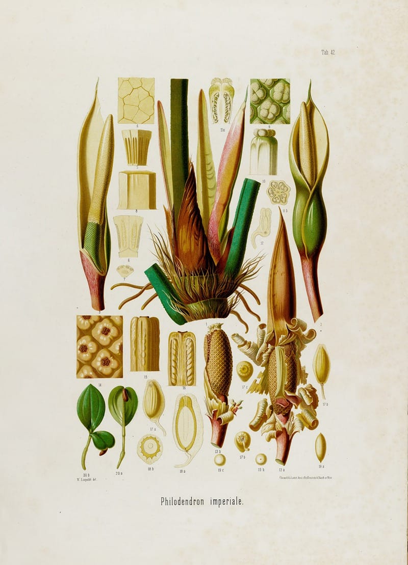 Botanical illustration artwork by Heinrich Wilhelm Schott showing detailed plant specimens