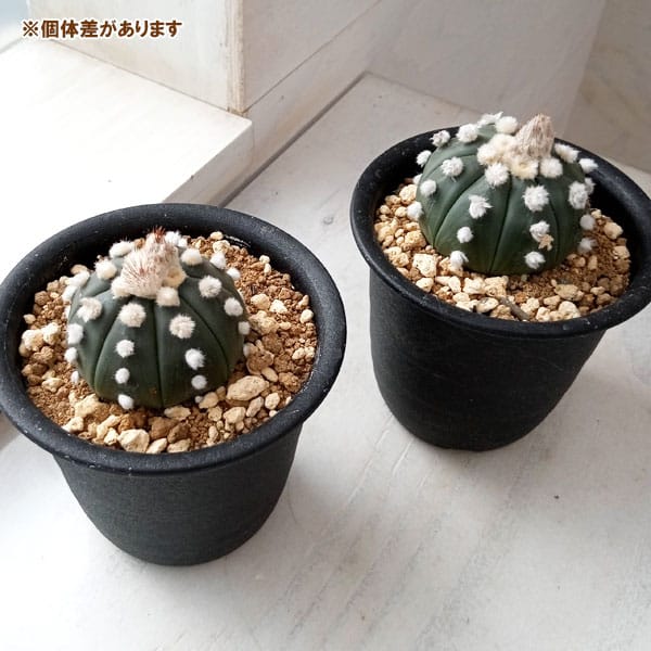 瑠璃兜（アストロフィツム）