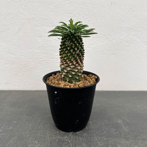 峨眉山鉄甲 園芸ネット 鉢植え