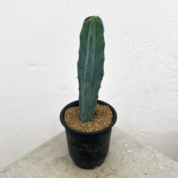 竜神木 鉢植え 管理