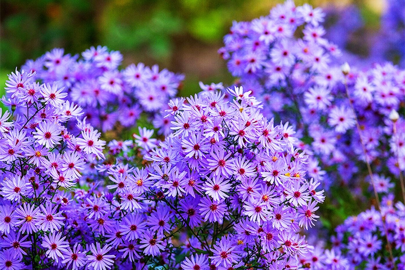 Native aster flowers with purple-blue blooms and yellow centers