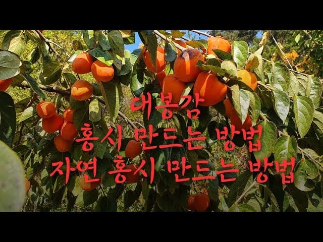 대봉감 홍시 만들기