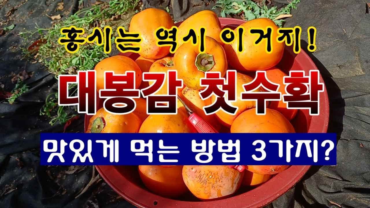 대봉감 수확 모습