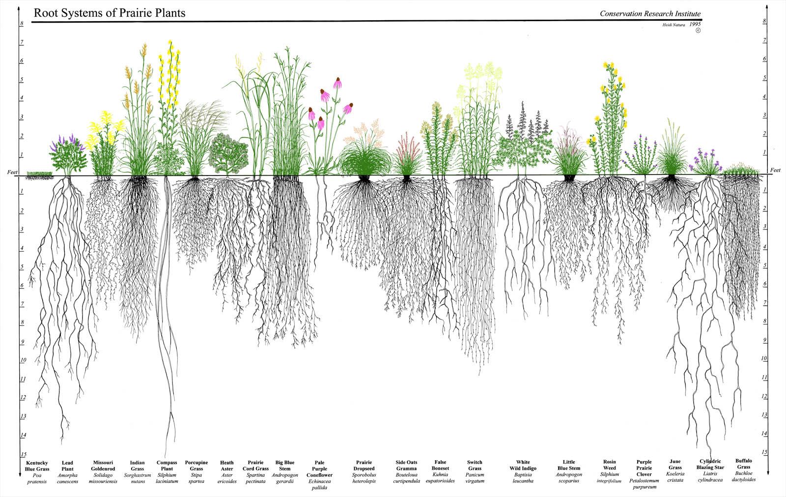 Cross-section diagram showing deep prairie plant root systems extending 10-15 feet underground
