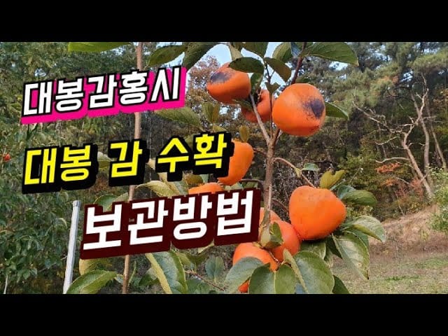 대봉감 보관방법 예시