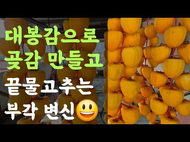대봉감 곶감 만들기