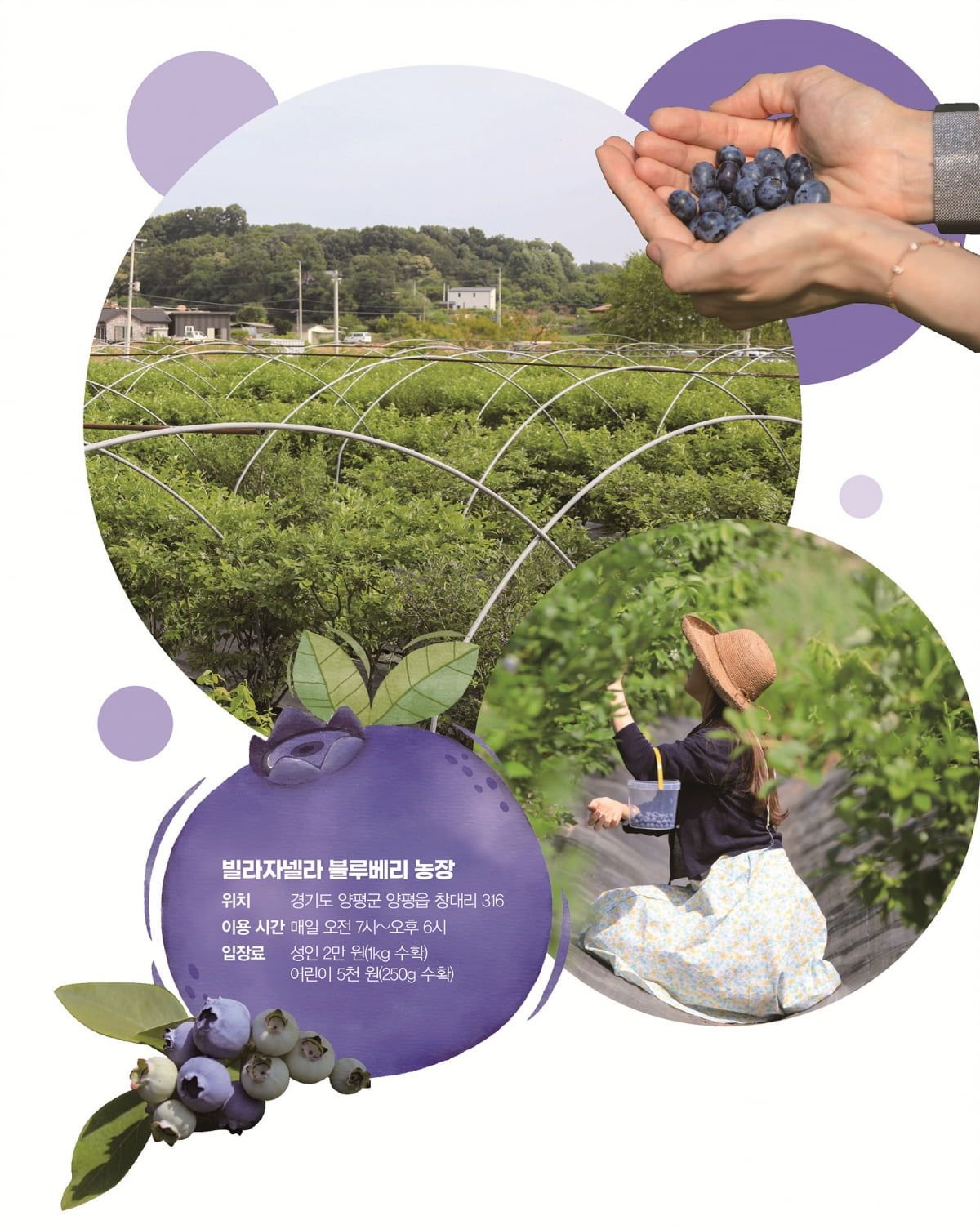 블루베리 수확 체험