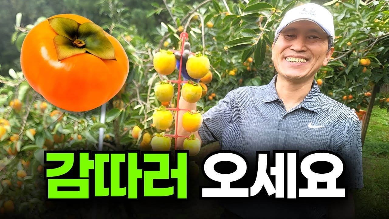 대봉감 대량 수확