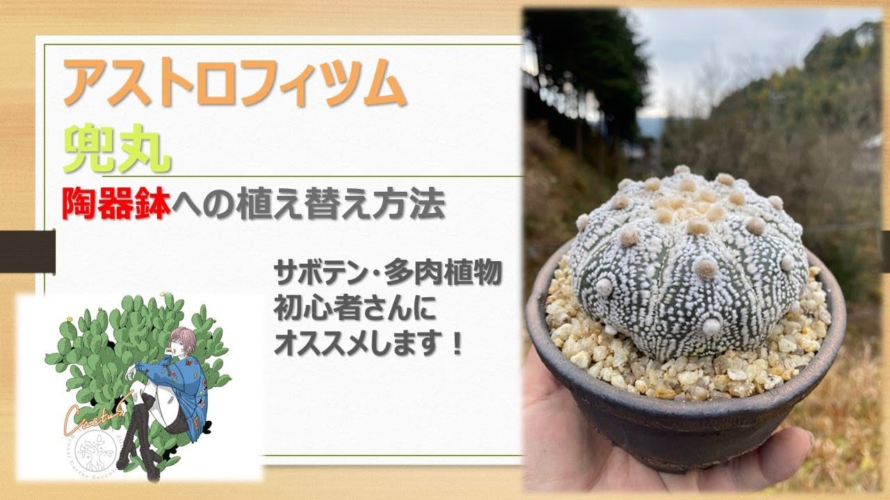 サボテンの植え替え