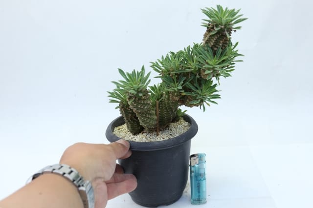 峨眉山鉄甲丸 群生タイプ