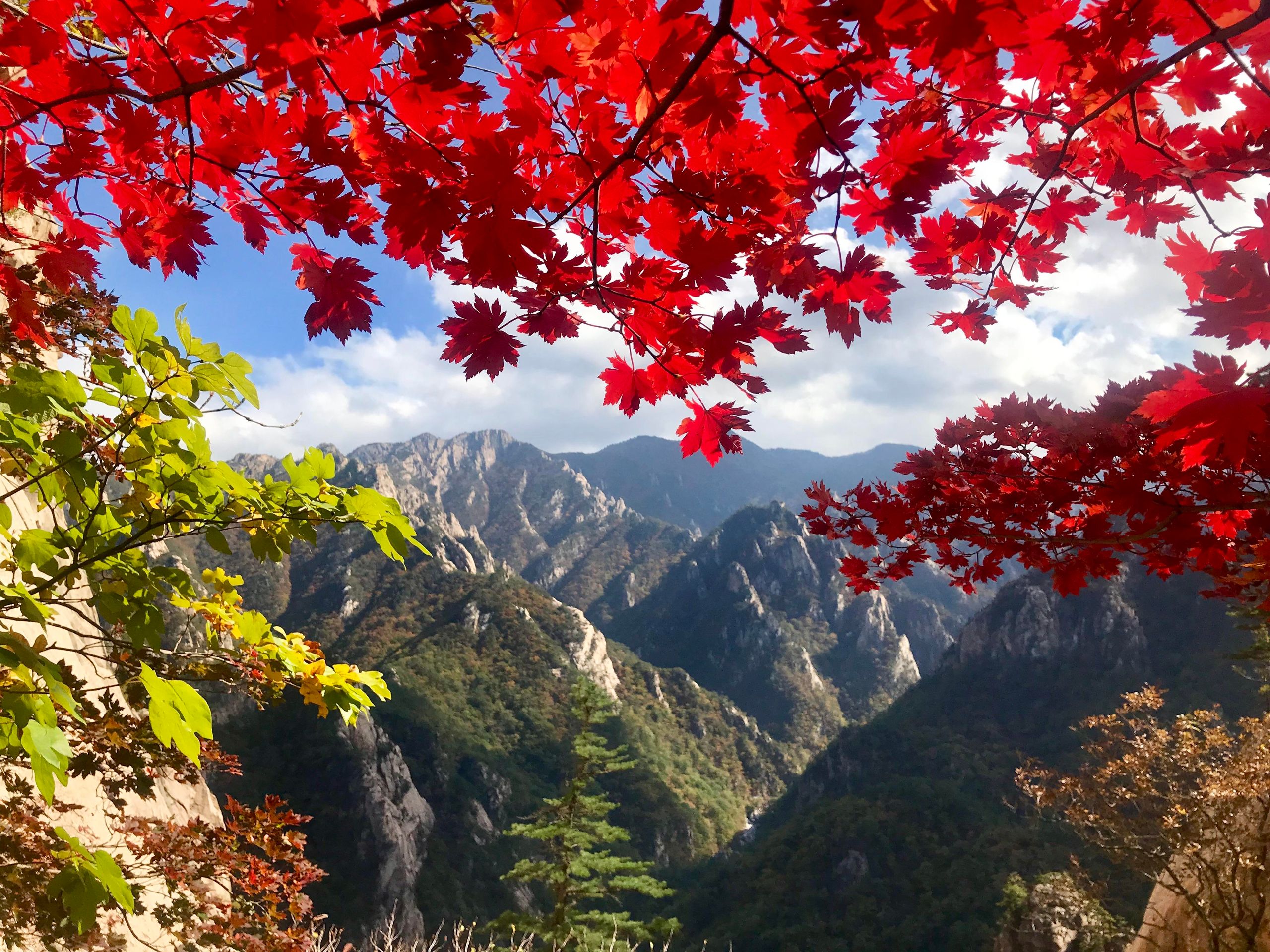 Seoraksan National Park in autumn with vibrant red and orange fall foliage covering mountain peaks in South Korea