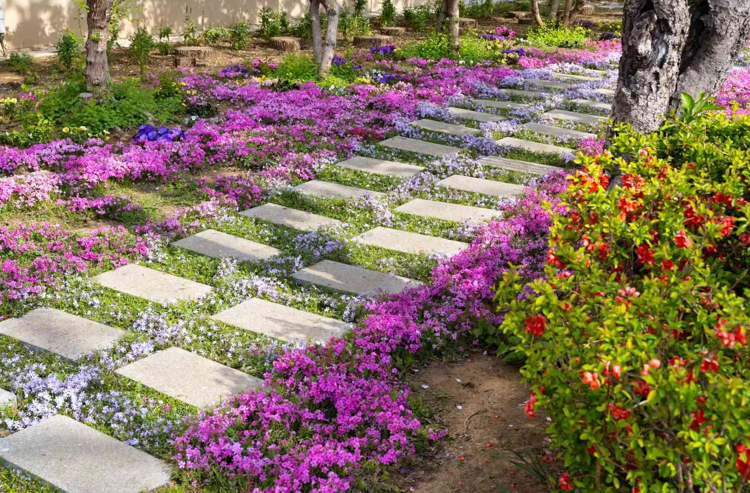 Dense established ground cover mat showing thick coverage
