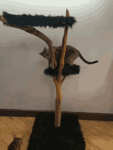 캣타워를 오르는 고양이 GIF