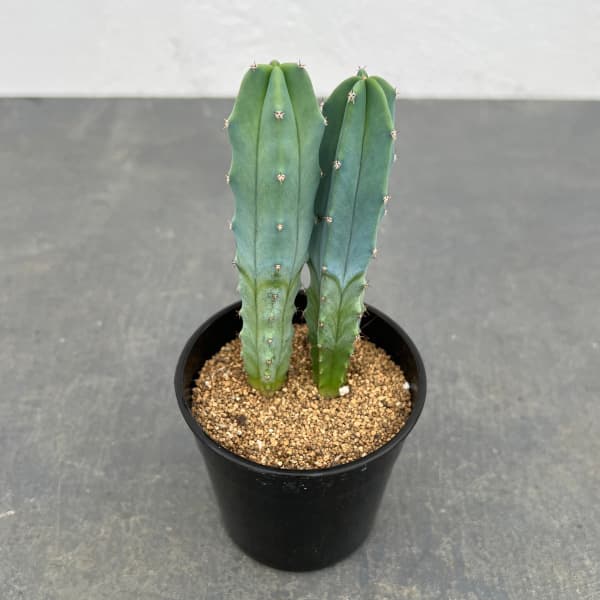 竜神木 2本立ち 鉢植え