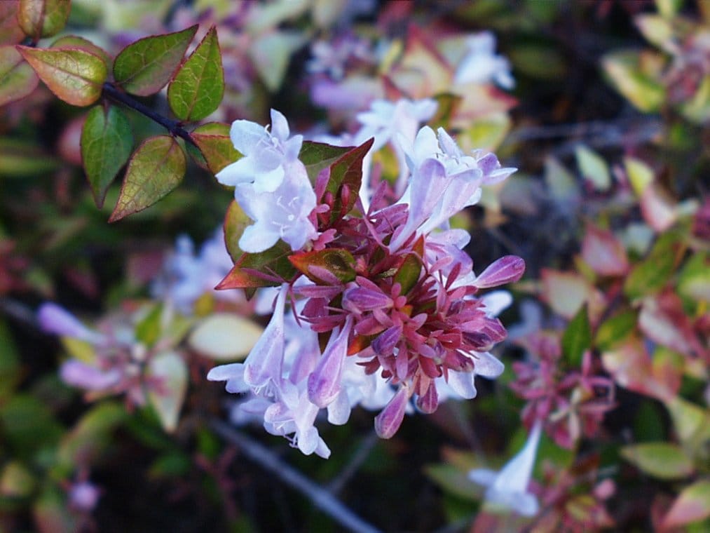 Abelia garden climate adaptability showing healthy growth diverse landscape conditions regional