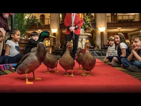 img12