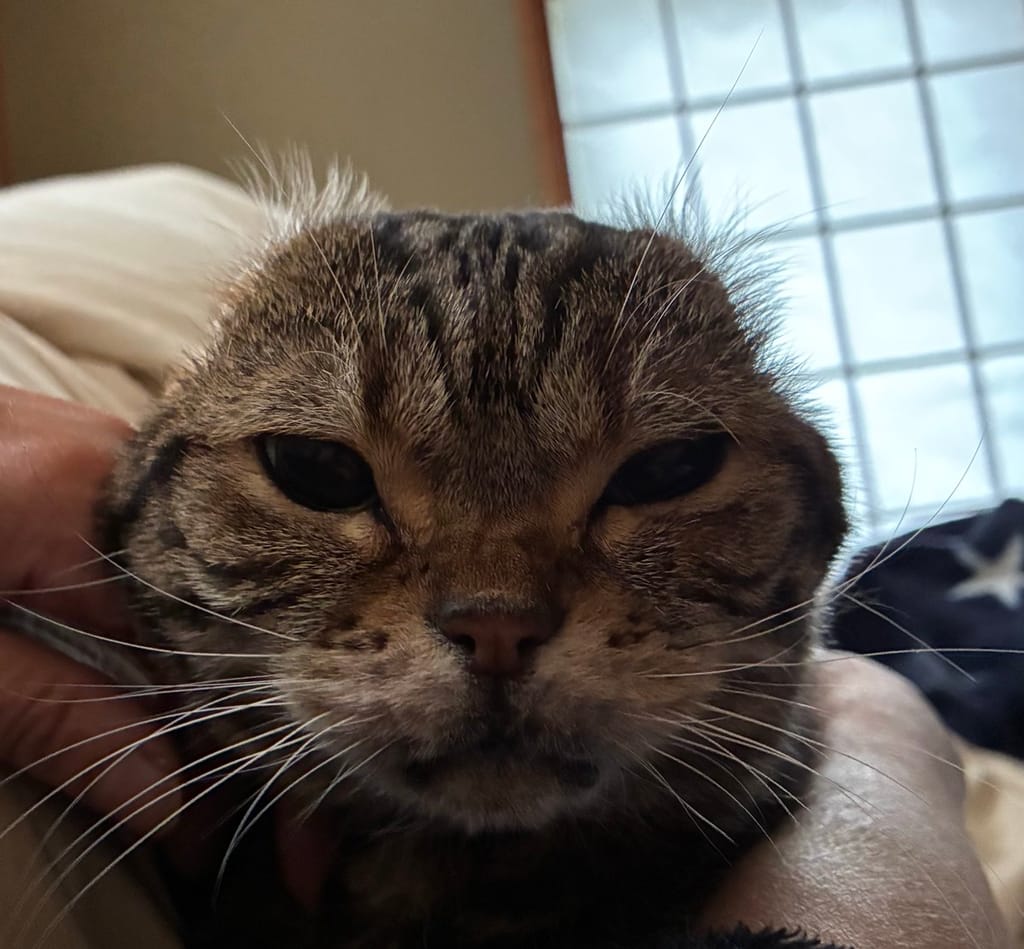 蛇蔵の猫のネジ収集