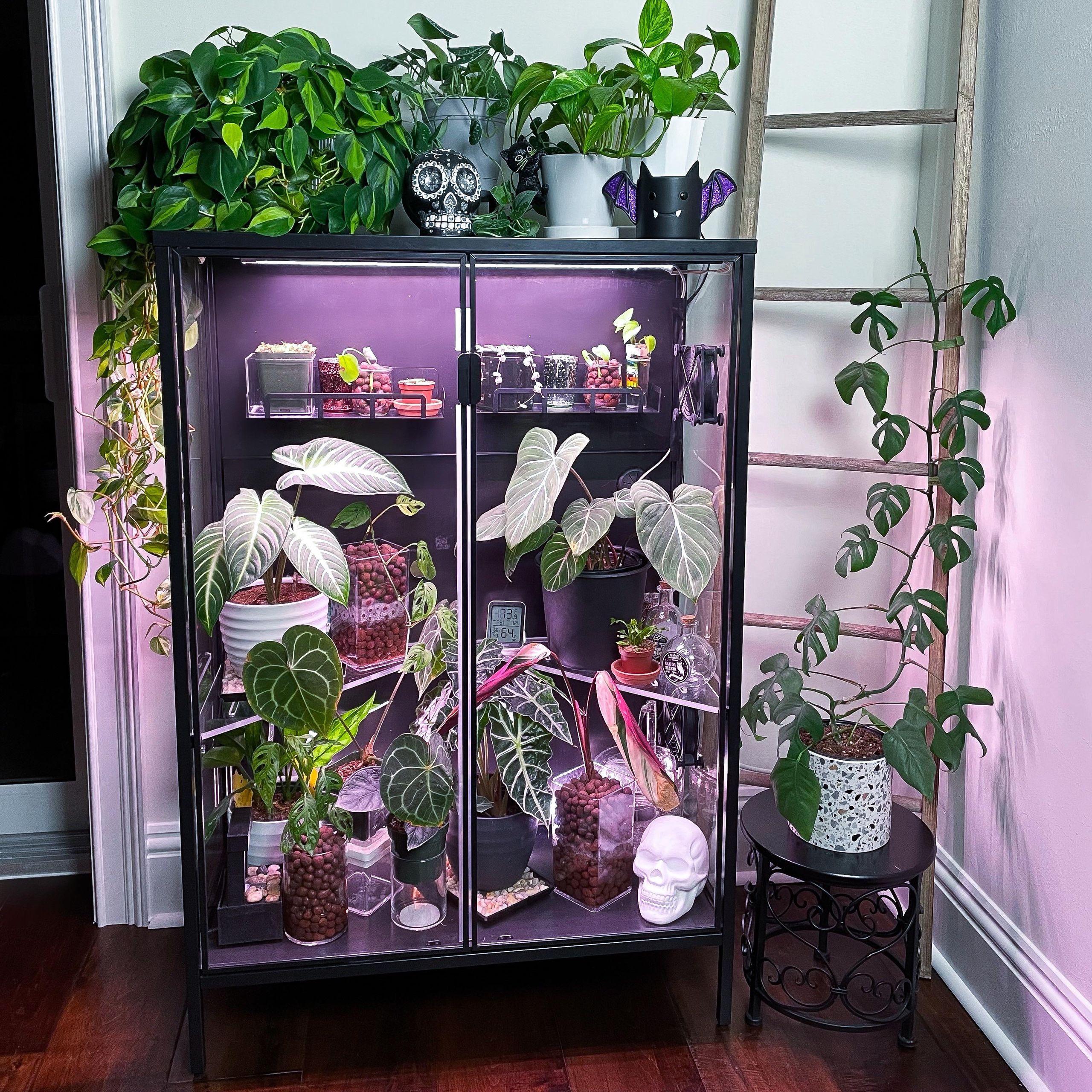 Greenhouse cabinet with glass doors filled with philodendrons under purple grow lights