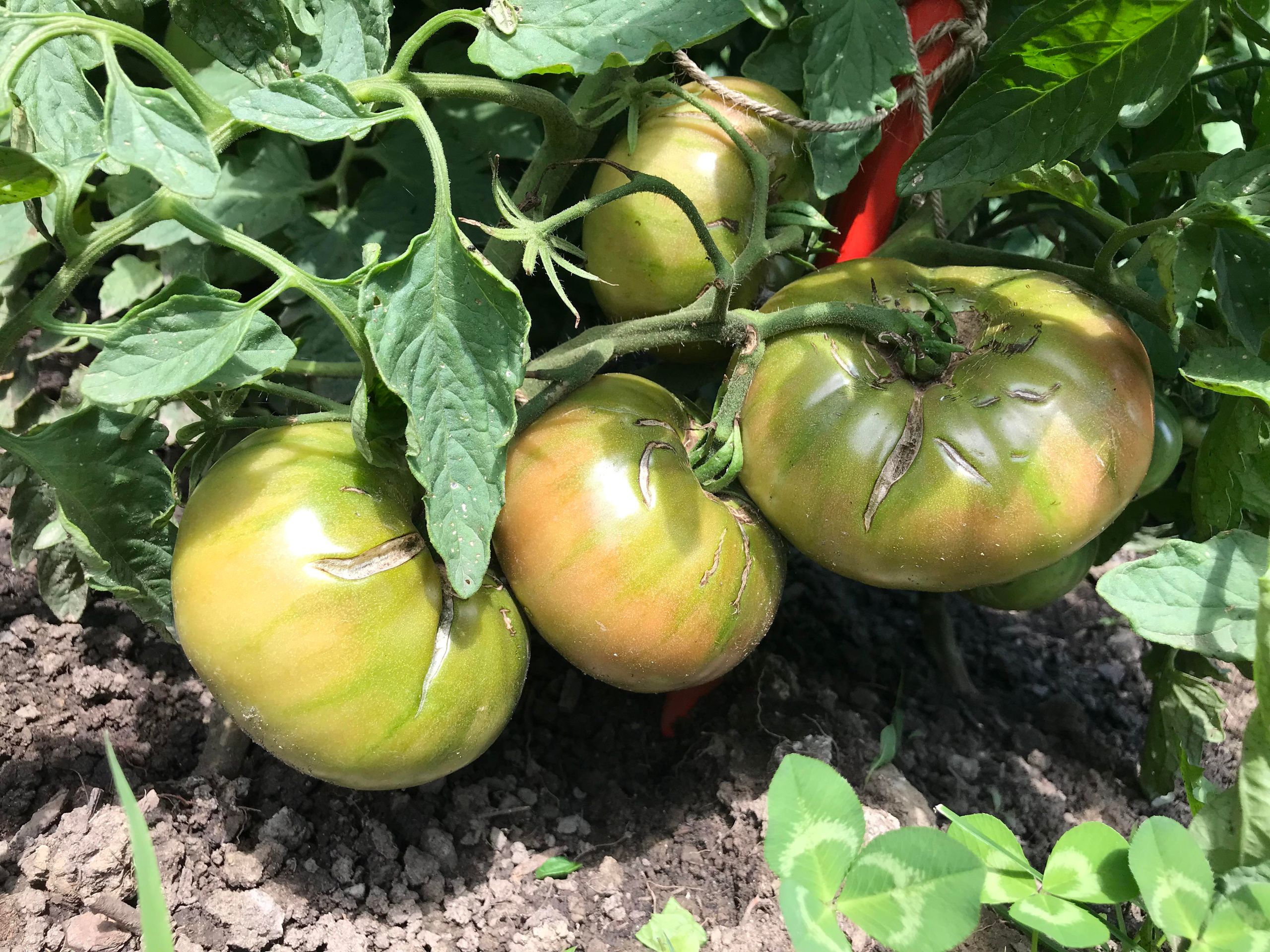 Breaker stage tomatoes showing pink coloration at blossom end