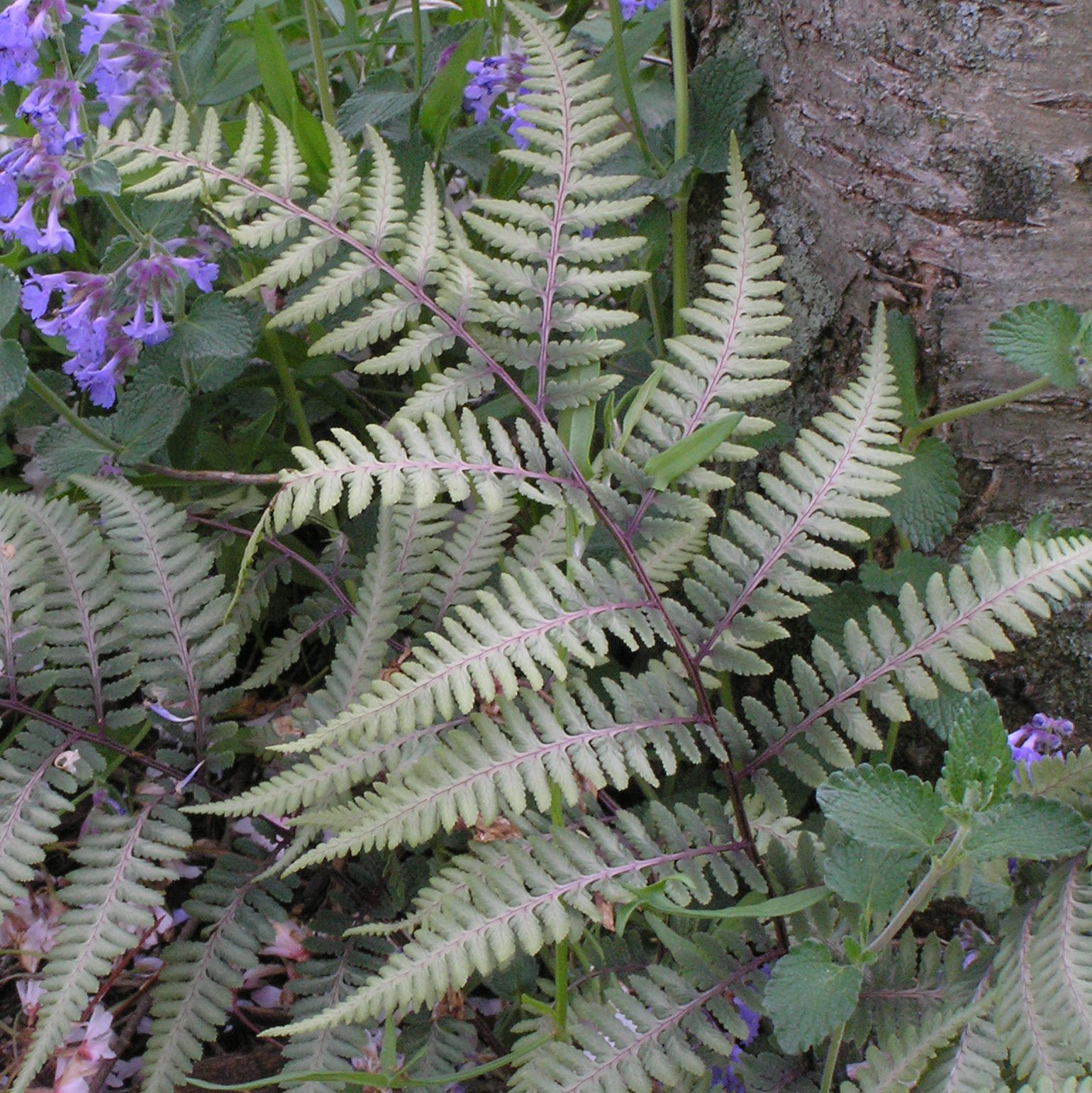 Japanese Painted Fern with silver-purple fronds