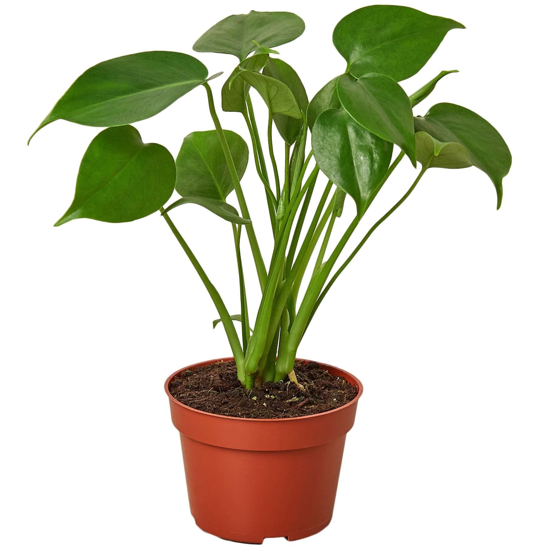 Split-leaf philodendron monstera in pot showing large fenestrated tropical leaves