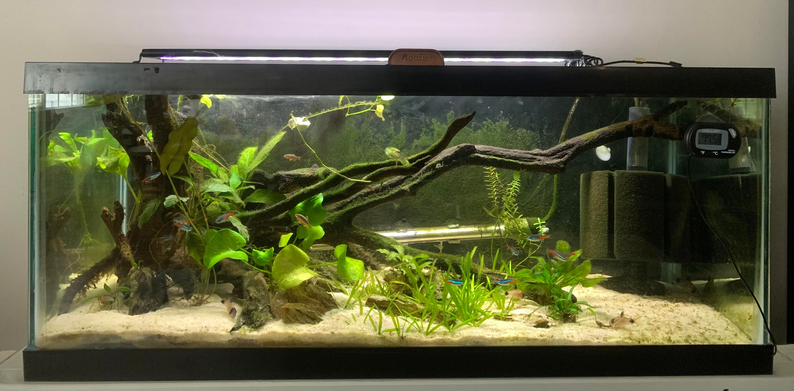 20 gallon long planted tank aquascape community fish beginner setup