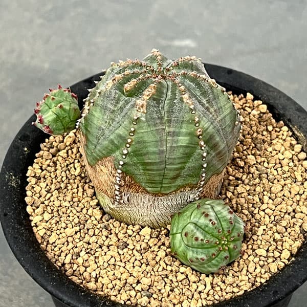 オベサブロウ 鉢植え