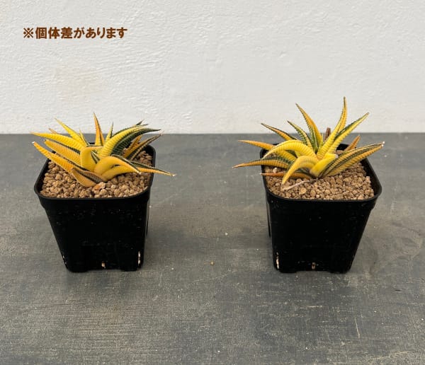 瑠璃殿錦のロゼット全体