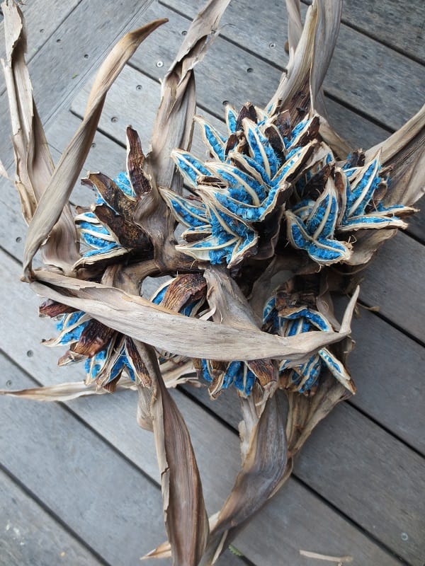 旅人の木の種 ステム付きドライフラワー