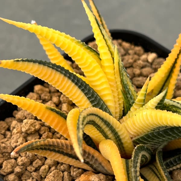 瑠璃殿錦の鉢植え