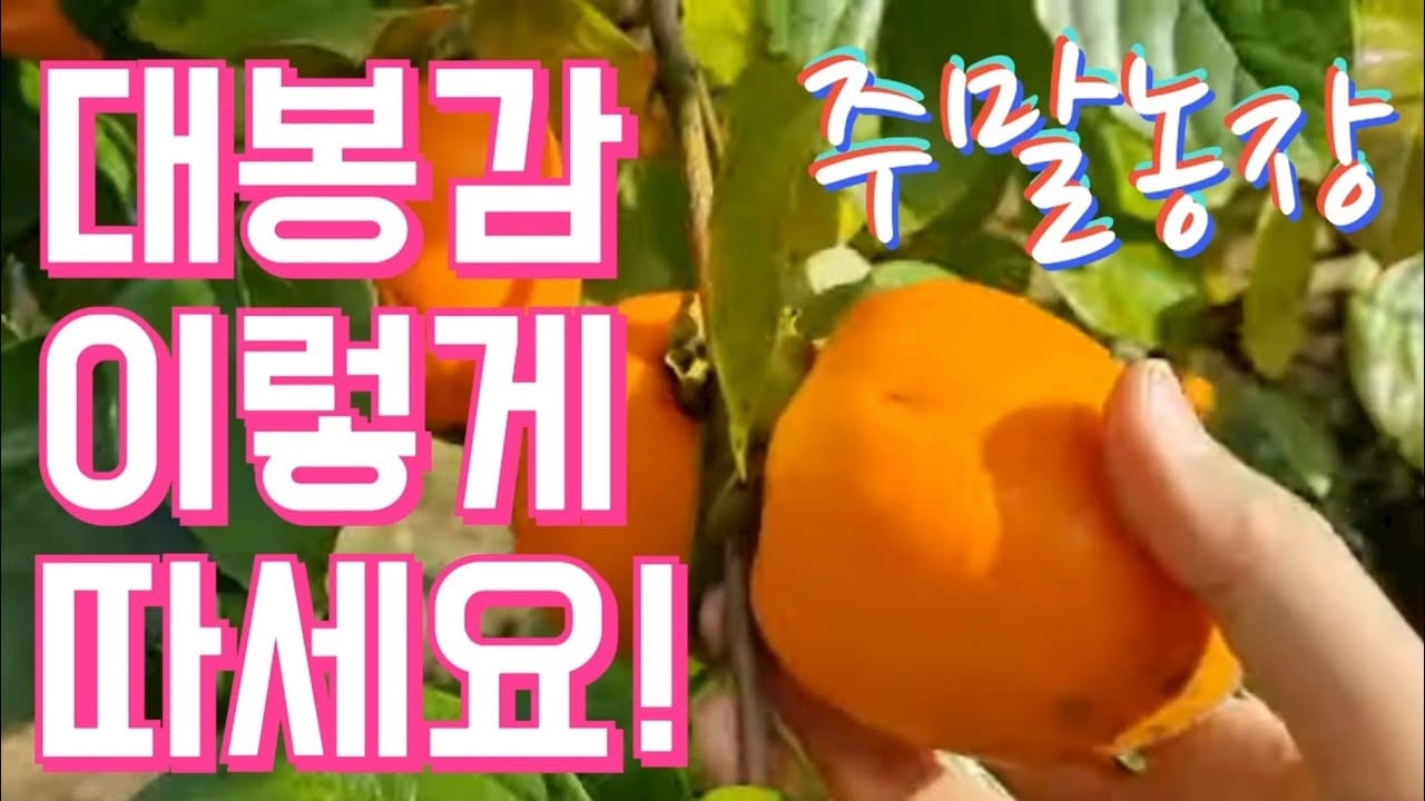 대봉감 수확 장면