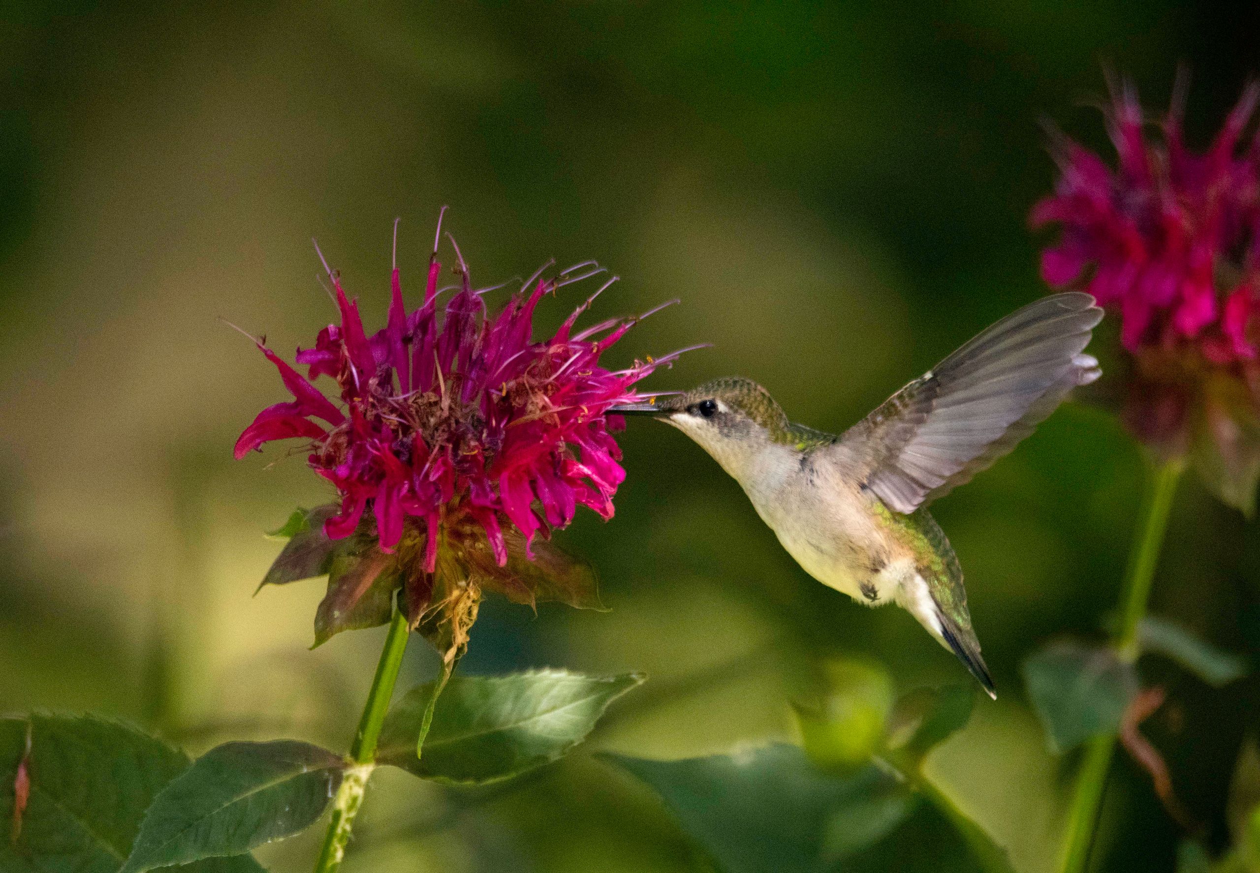 Ruby-throated hummingbird feeding on native wild bergamot flowers