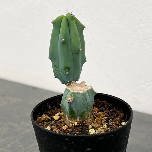 竜神木（ミルティロカクタス）鉢植え