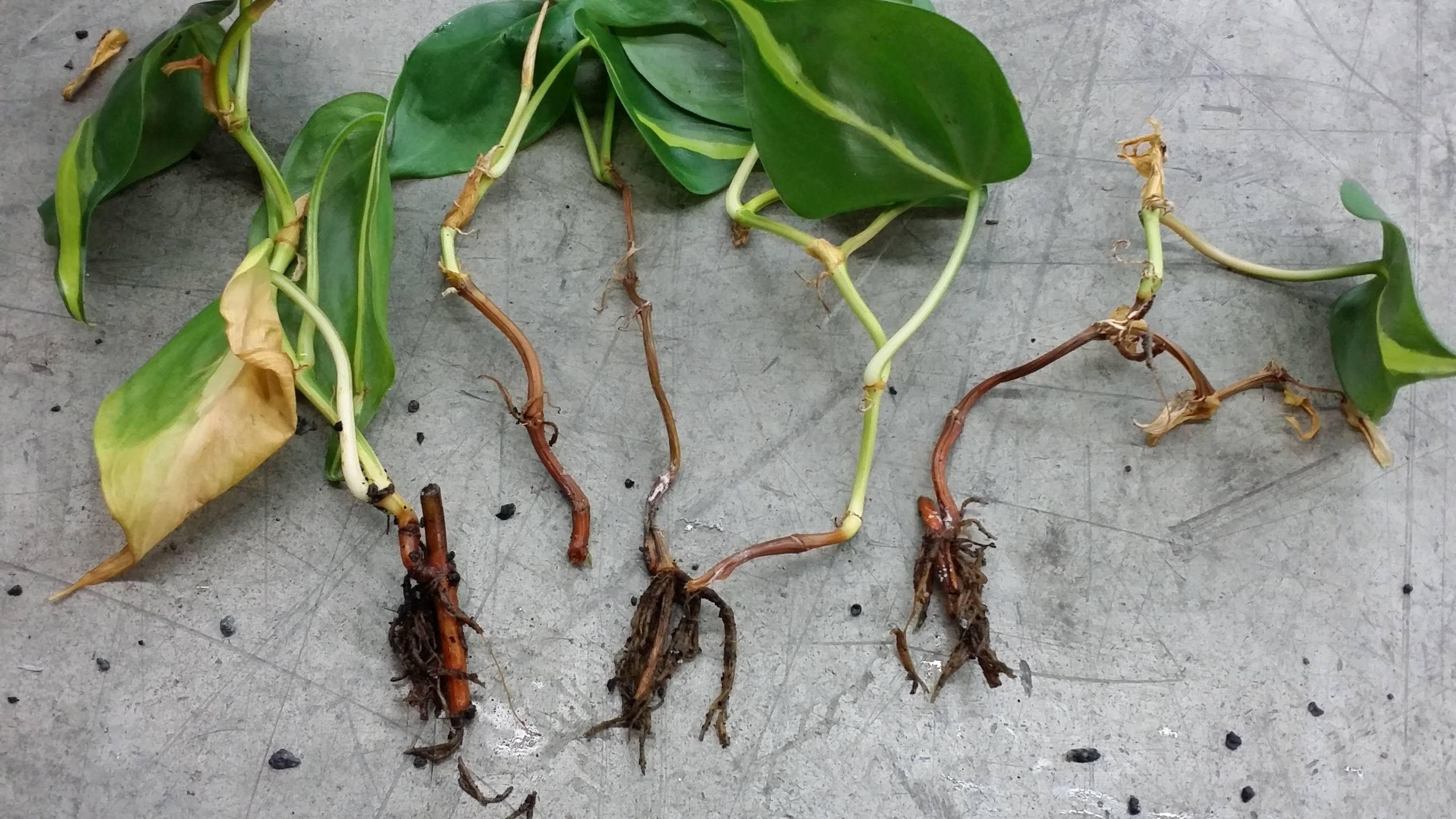Dark brown mushy rotted philodendron roots on grey surface showing severe pathogen damage