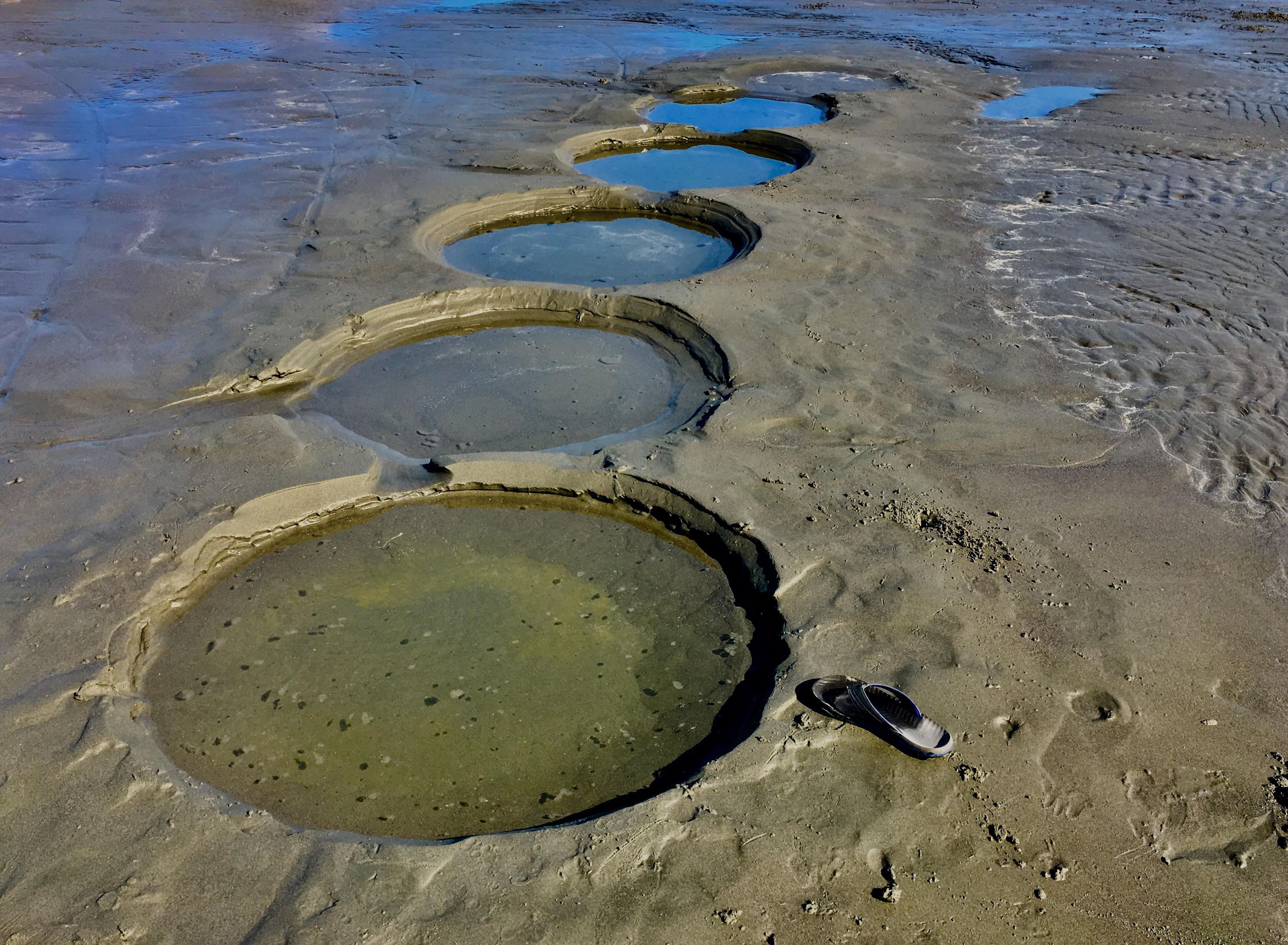 Clam shows visible on mudflat beach at low tide