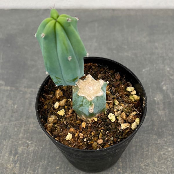 竜神木 鉢植え 屋外