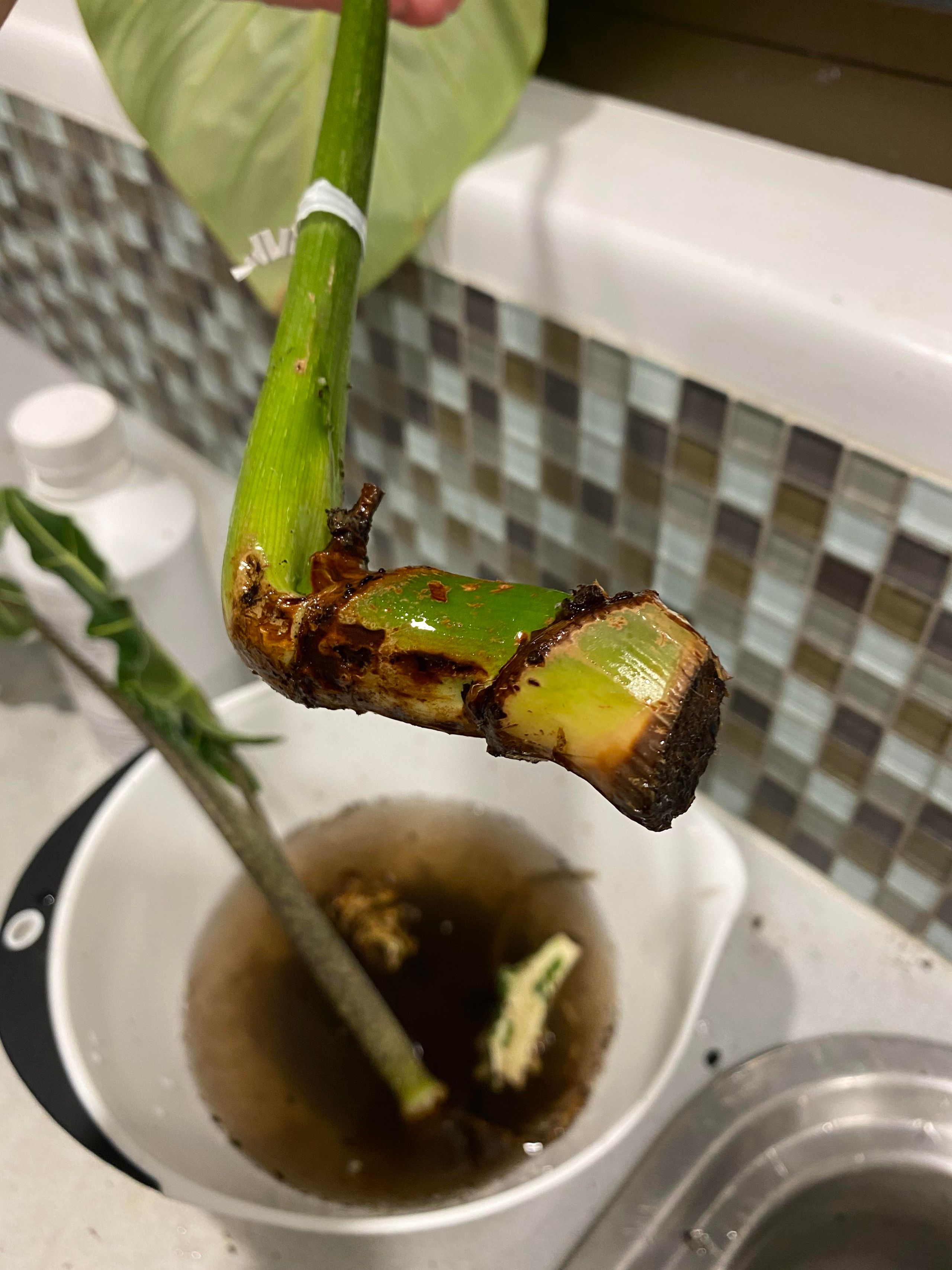 Philodendron gloriosum rhizome showing multiple growth points ready for division propagation